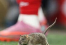 Wales v Belgium: ‘Freak of nature’ rat invades pitch in World Cup qualifier
