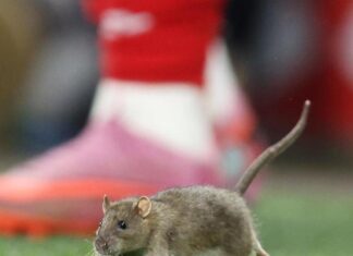 Wales v Belgium: ‘Freak of nature’ rat invades pitch in World Cup qualifier